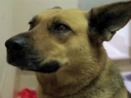 A reacção desta cadela vai-te deixar de lágrimas nos olhos!!