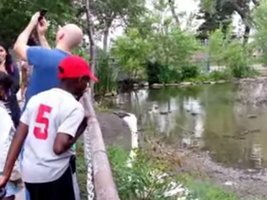 Queria tirar uma selfie com um cisne mas não correu como esperado ...